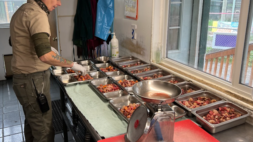Staff members fill feeding pans with prepared meat diets for carnivores as part of daily animal care routines at Cat Tales Wildlife Academy.