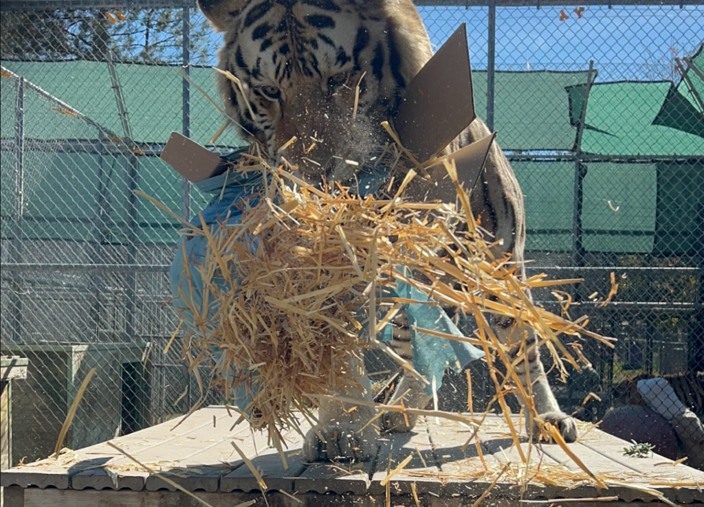 A tiger tosses a straw-filled enrichment box into the air during an activity designed to encourage natural behaviors and mental stimulation.