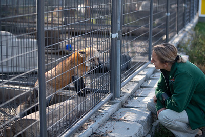 A keeper quietly observes a fox’s posture and behavior while performing a daily visual health and welfare assessment.